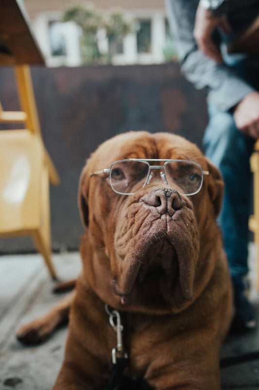 How to Prepare for Your Dog's Senior Years