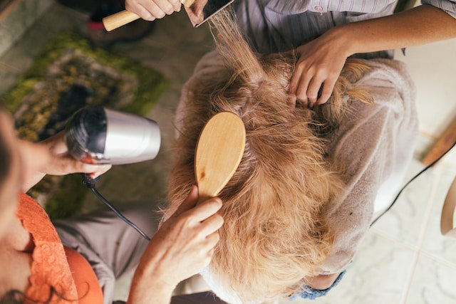 How to Handle Fleas and Ticks on Dogs