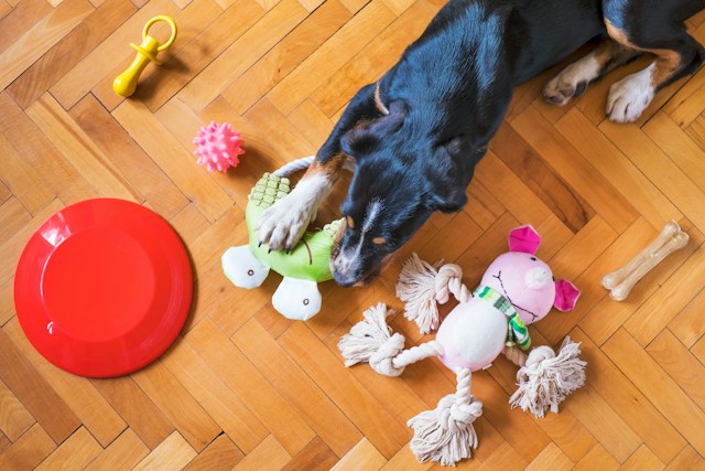 Indoor Activities to Keep Your Dog Entertained