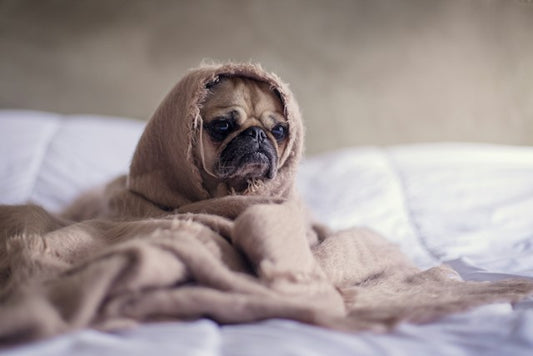 Dealing with Dog Allergies: Symptoms and Solutions