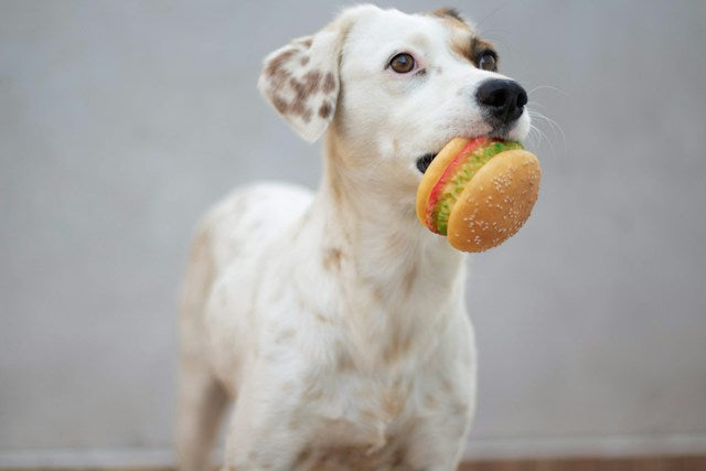 The Role of Nutrition in Your Dog's Health