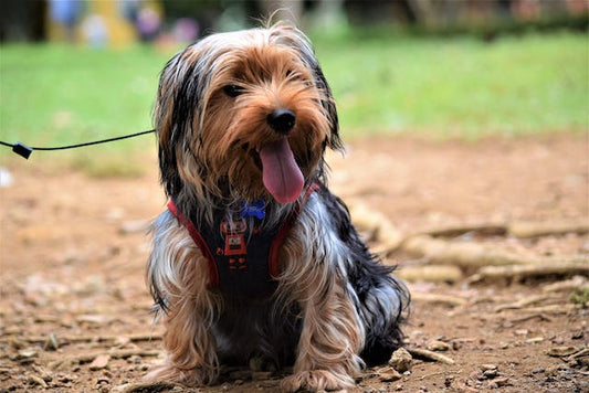 How to Manage Shedding in Dogs