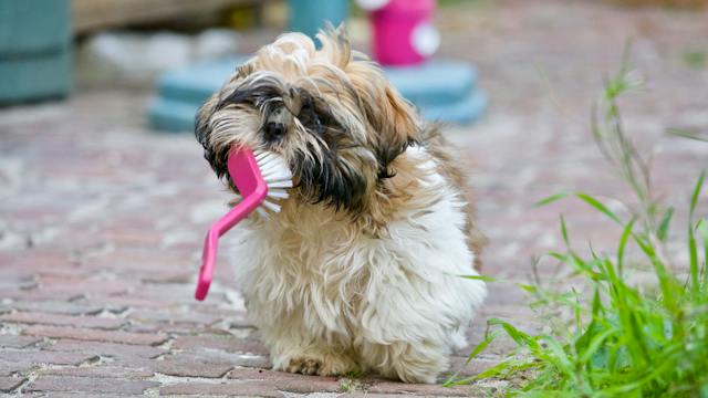 Understanding Your Dog's Dental Health Needs