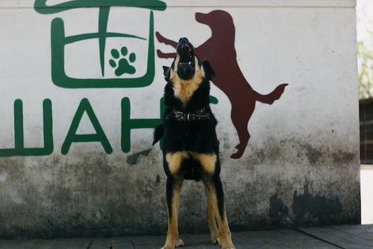 Understanding Different Dog Barks: What Are They Saying?