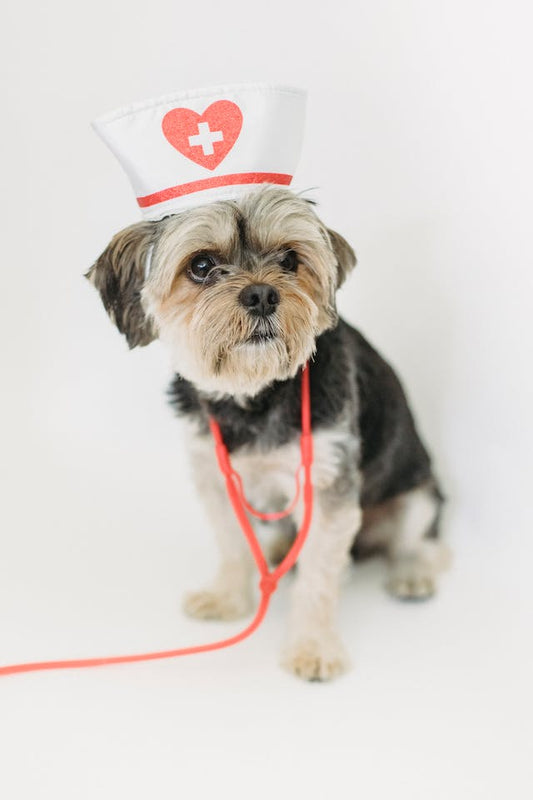 The Benefits of Pet Insurance: Is It Worth It?