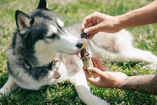 Dog First Aid Basics Every Owner Should Know