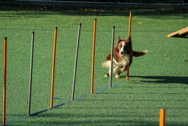 The Benefits of Dog Daycare and Boarding Services