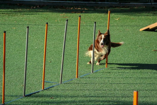 The Benefits of Dog Daycare and Boarding Services