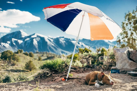 Seasonal Dog Care: Adapting to Different Weather Conditions